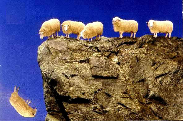 Sheep Falling Off Cliff