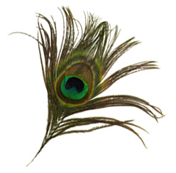 Peacock Feather